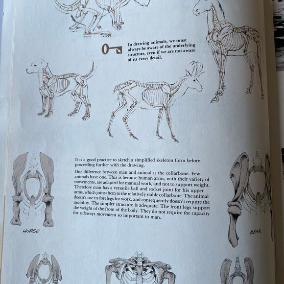 Animal Drawing Instruction Manual - Picture 4 of 11